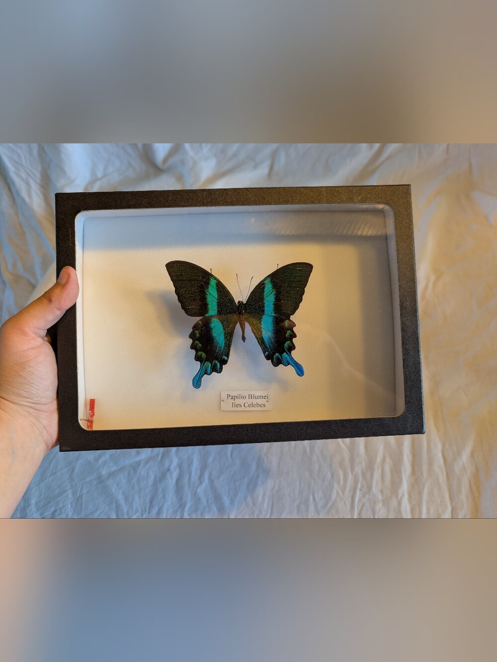2/100$ Vintage Papilio Blumei Butterfly Wall Art in Teal and Black
